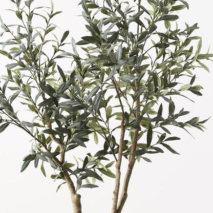 OLIVE TREE- NO FRUIT